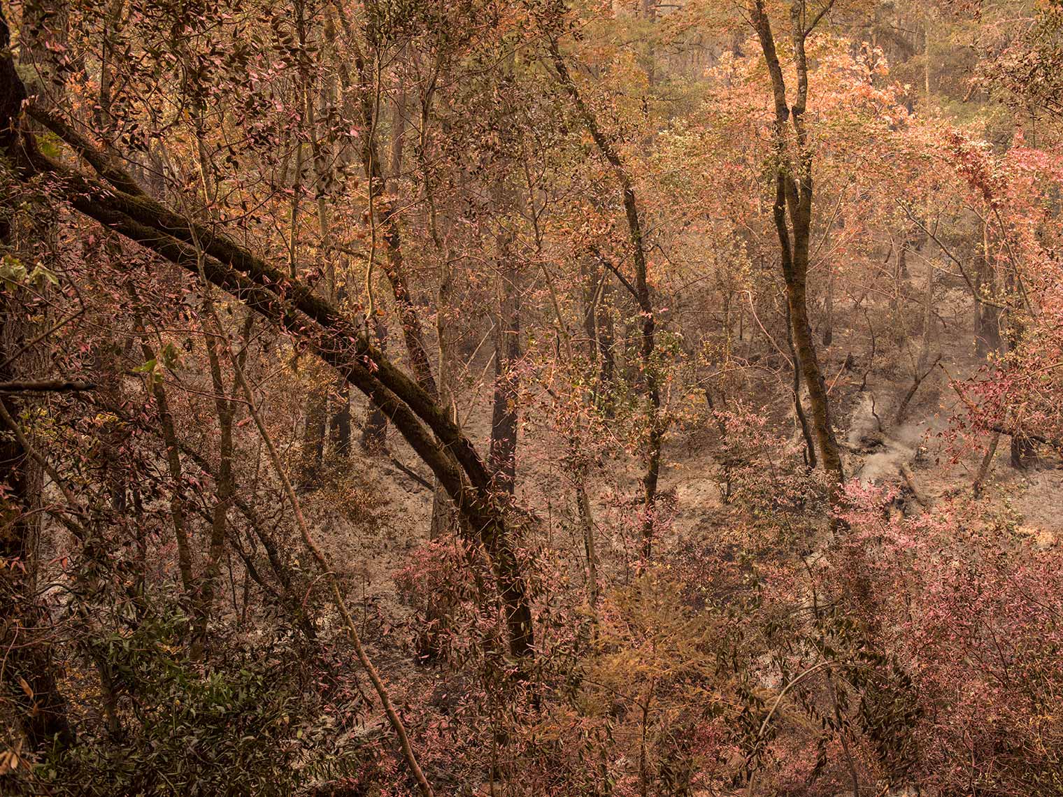 CalFires_ChemicalForest_9332