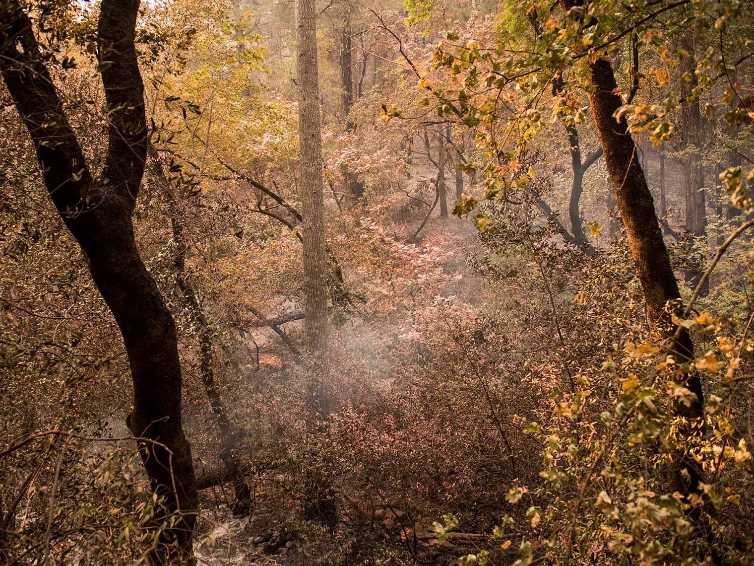 CalFires_ChemicalForest_9474