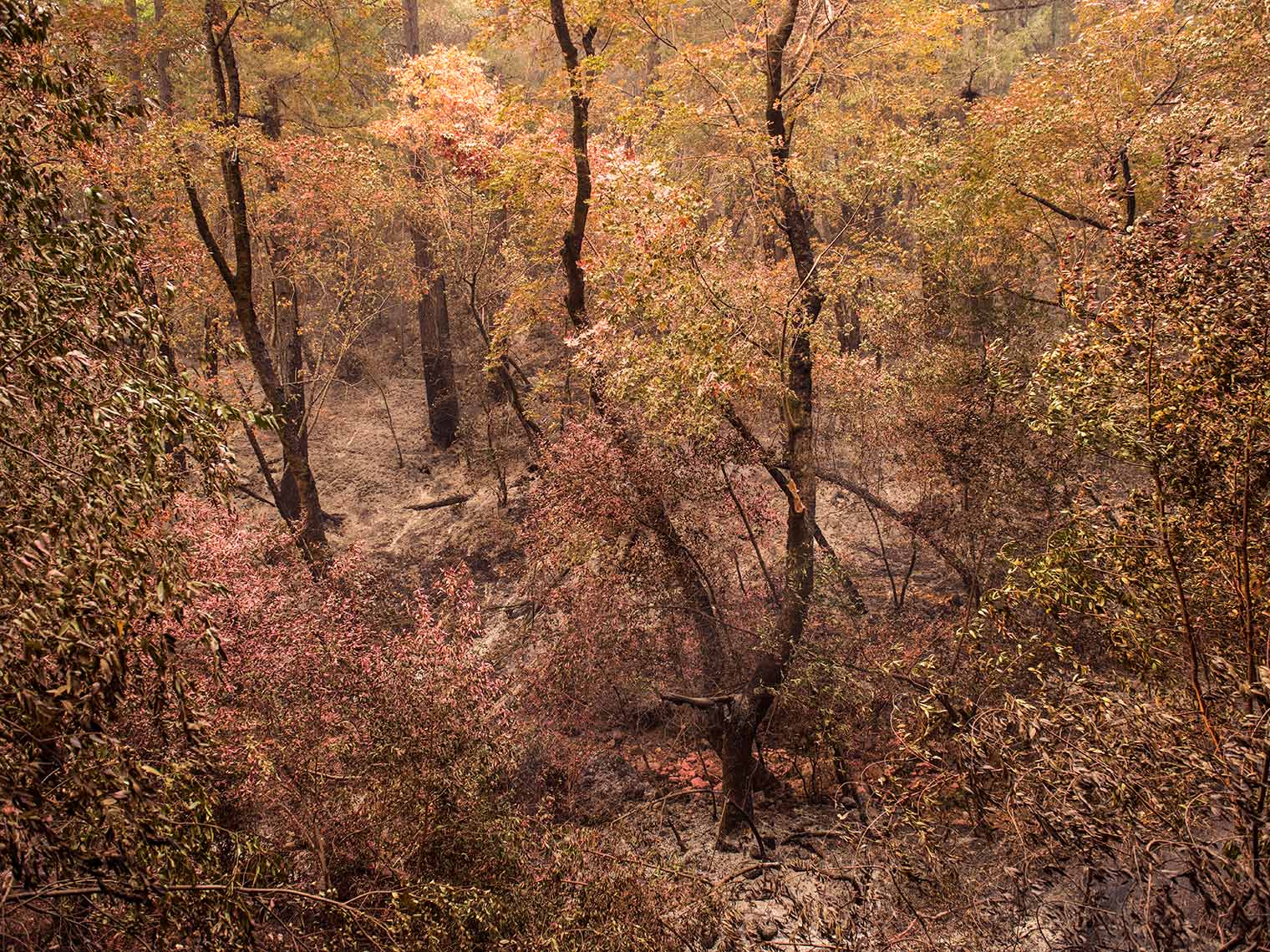 CalFires_ChemicalForest_9493